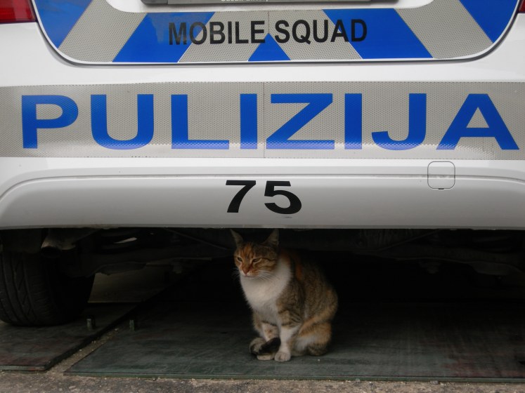 Un gato policia