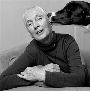 Dr. Jane Goodall get a kiss from a canine admirer.
